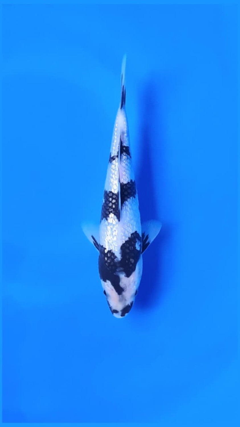 Juara 3