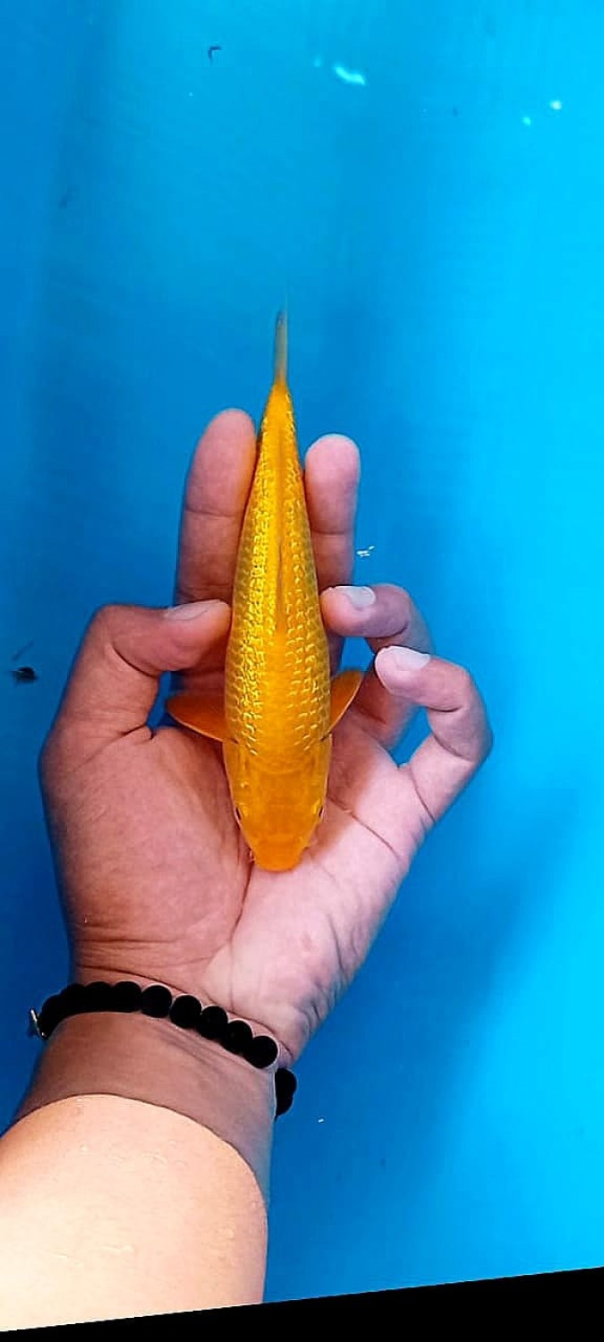 Best In Size E 13 - 15 cm