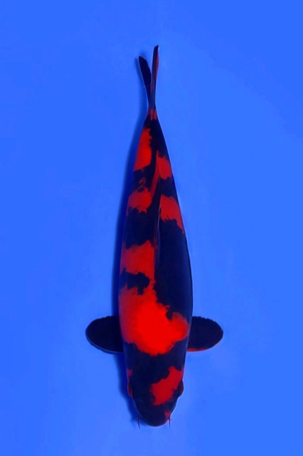 Best In Size D 26 - 30 cm