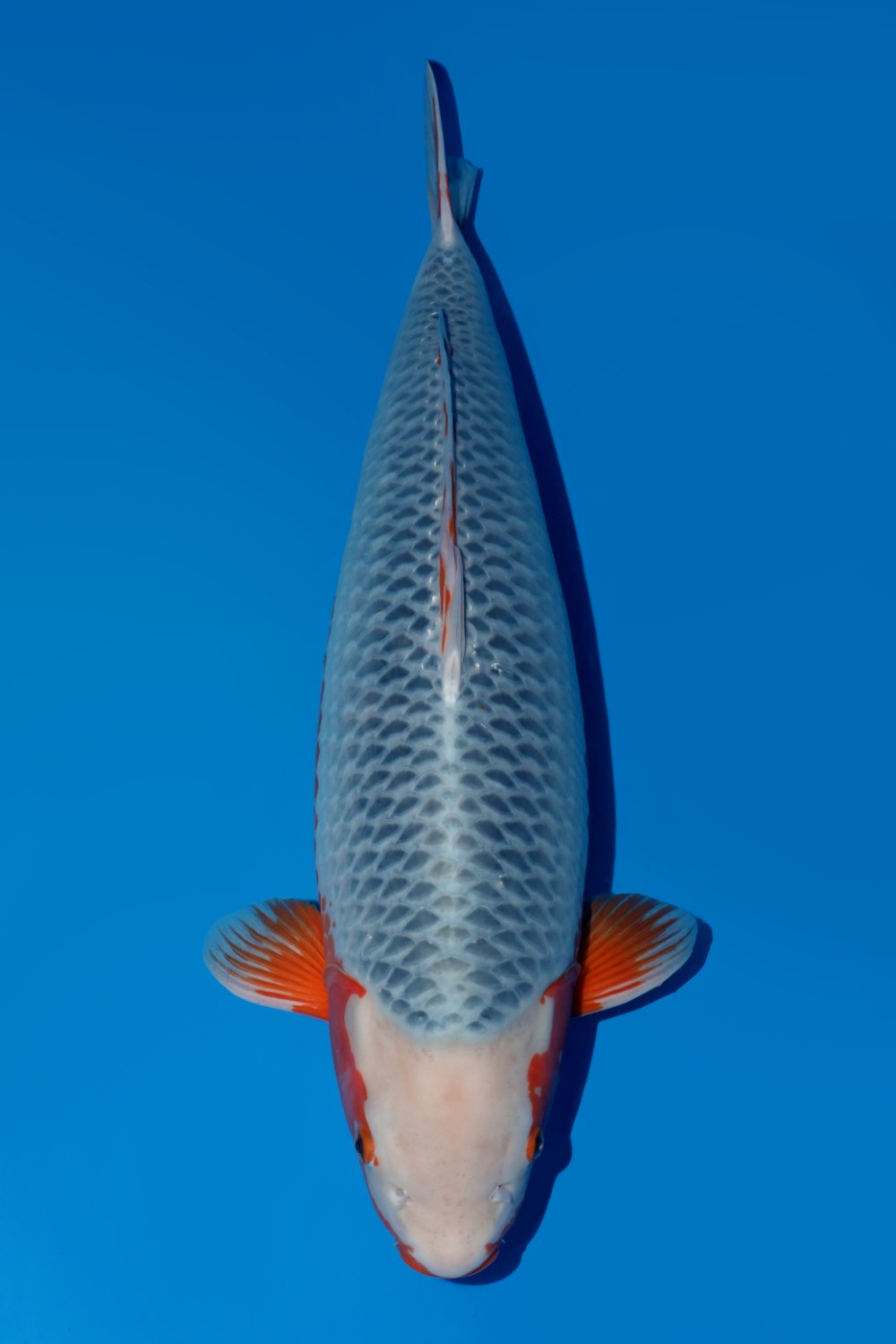 Juara 1