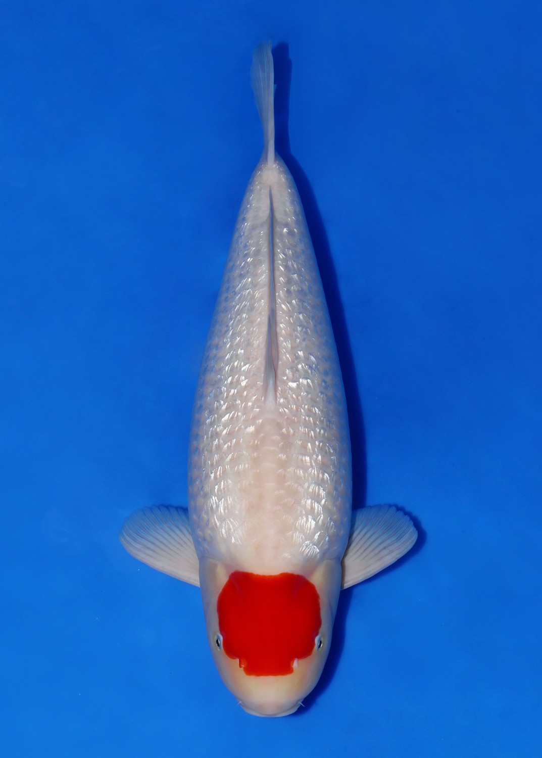 Juara 5