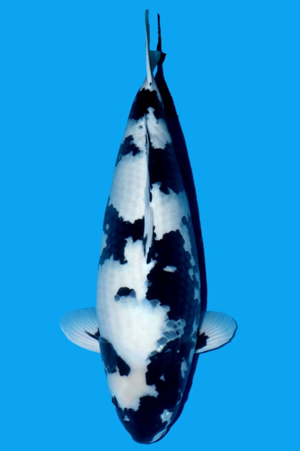 Best In Size B Over 80 cm