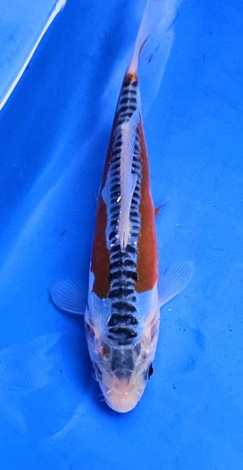 Juara 3