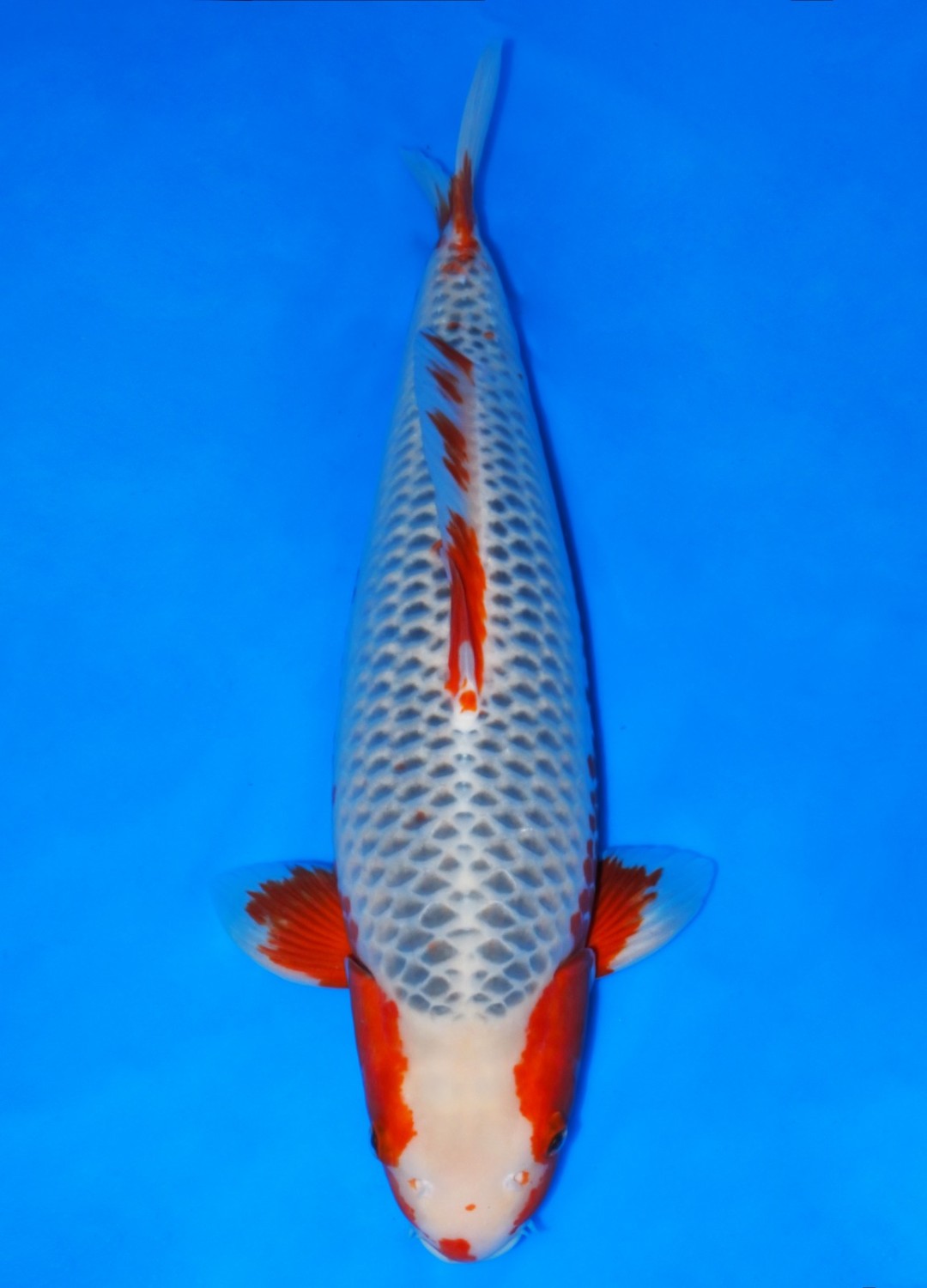Juara 2