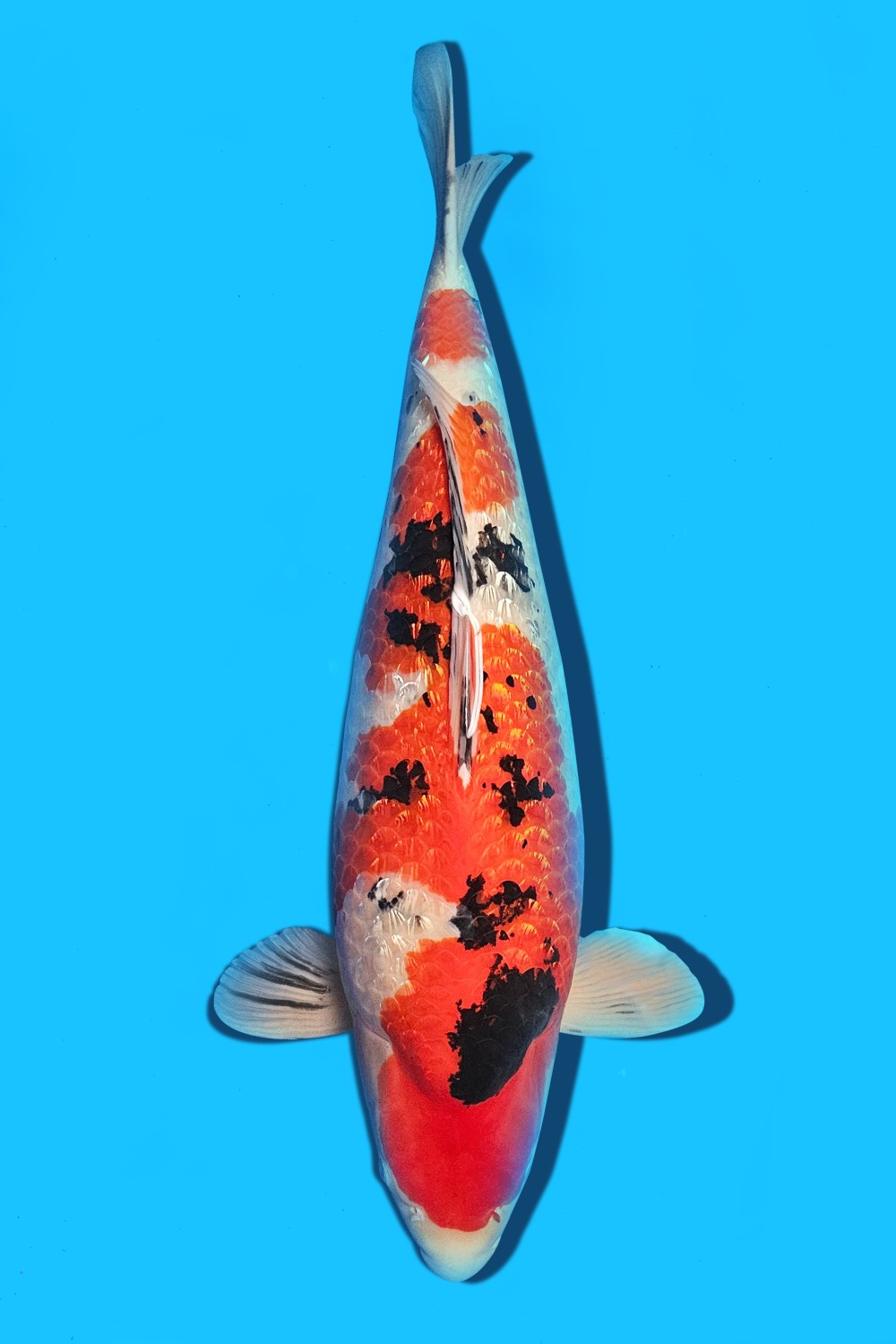 Juara 1