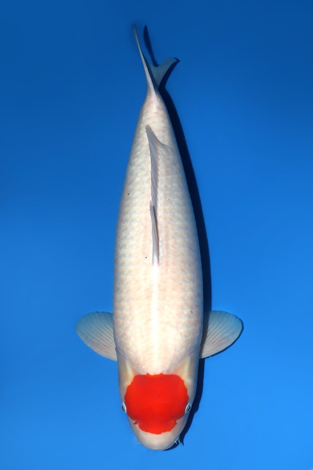 Juara 1