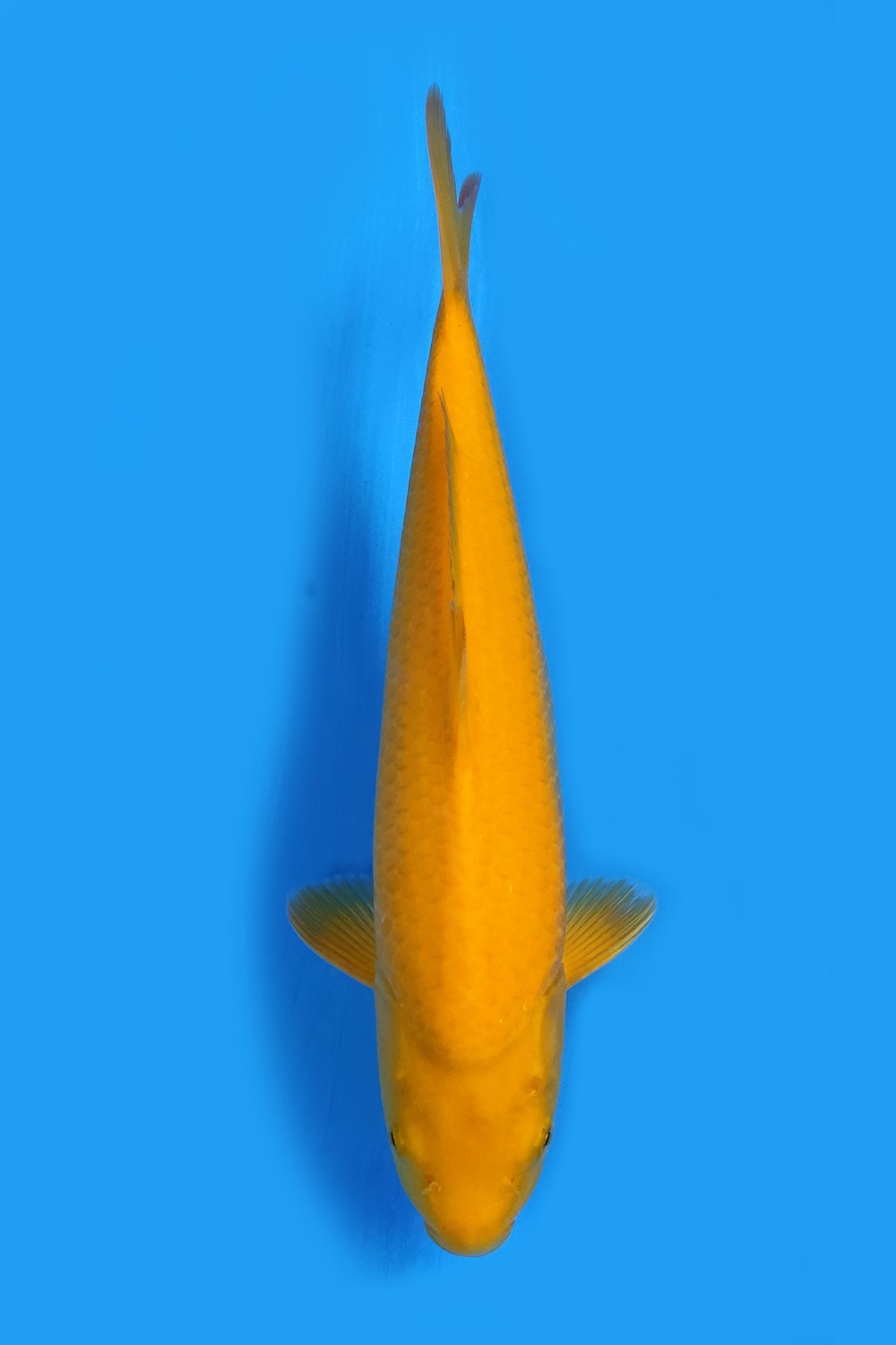 Juara 2