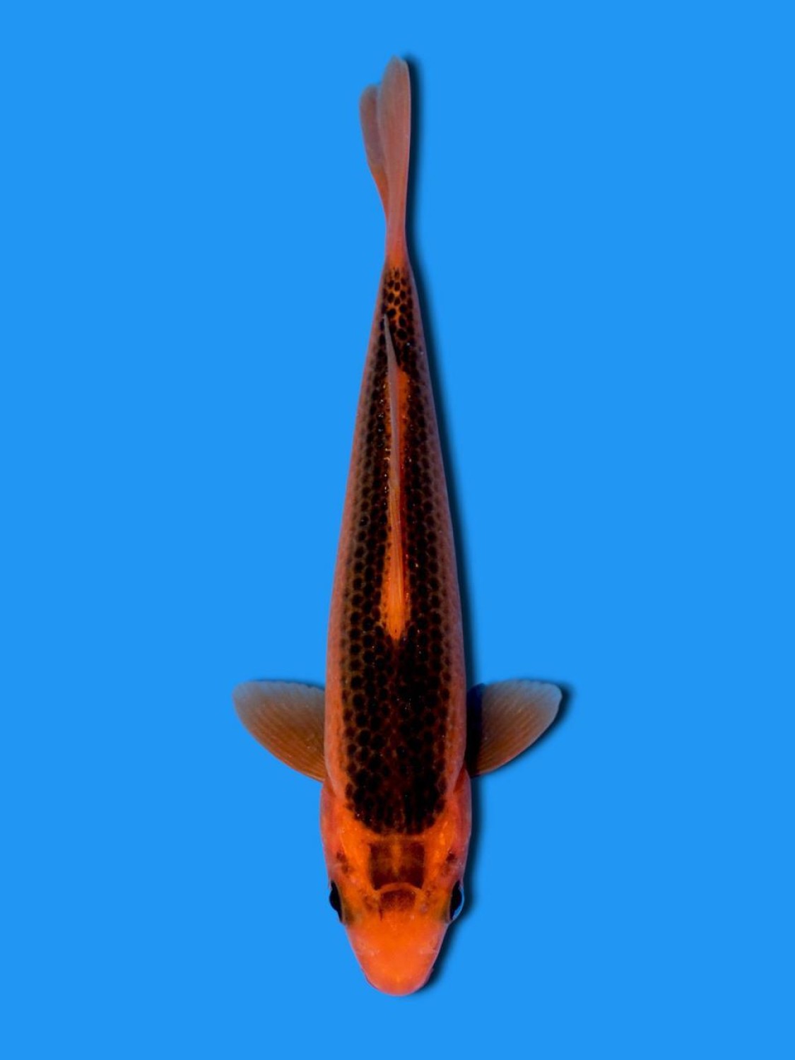 Juara 5