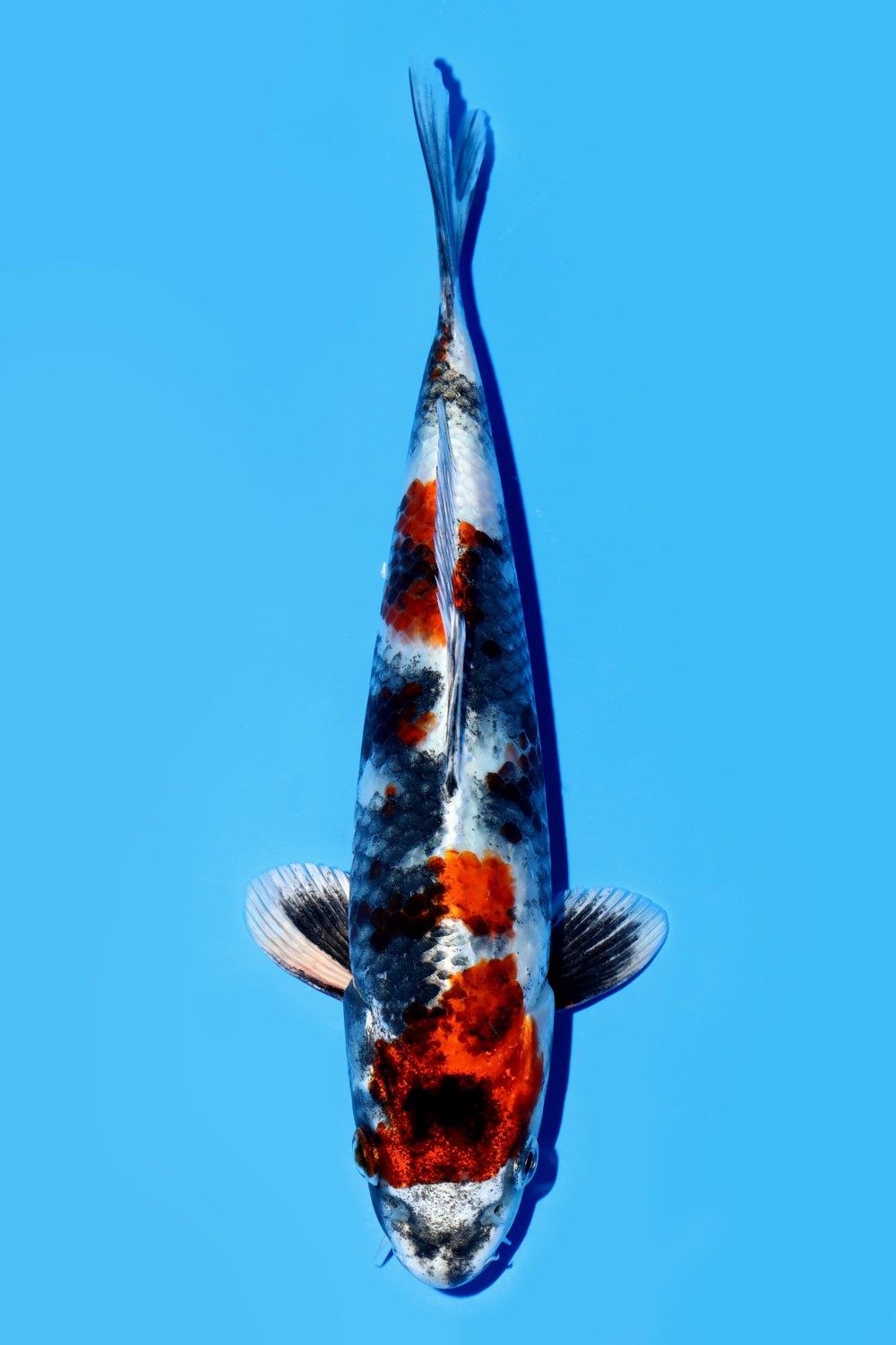 Juara 1