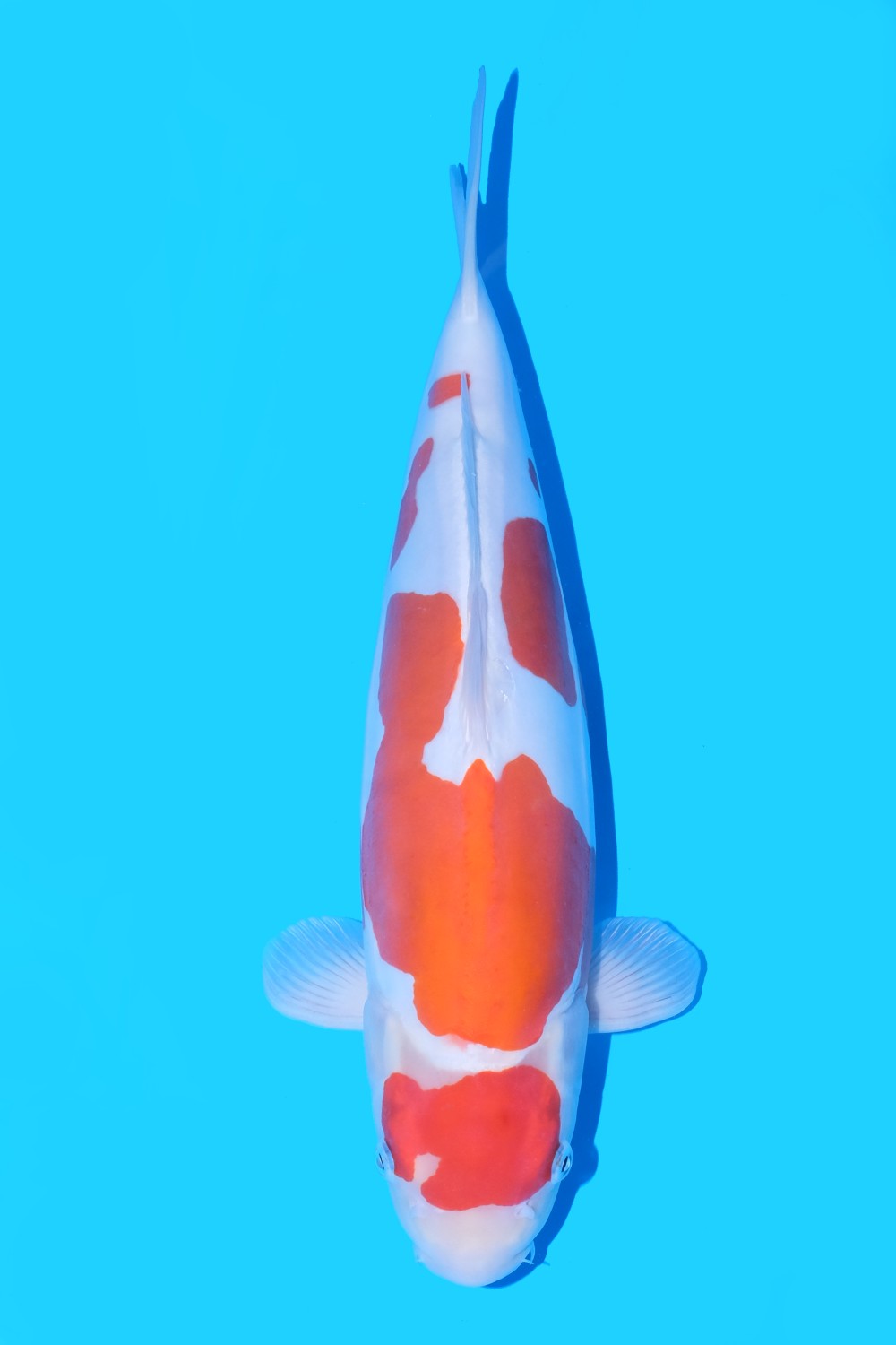 Juara 3