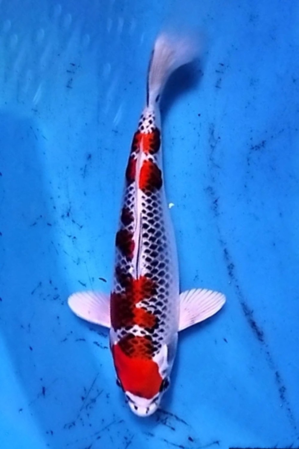 Juara 1
