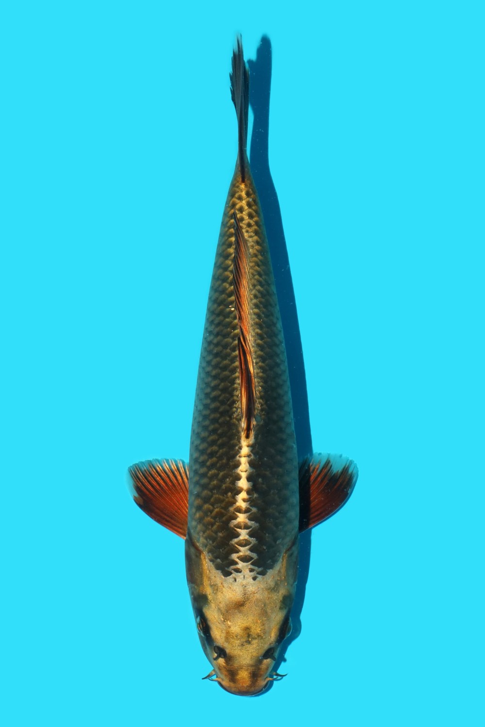 Juara 2