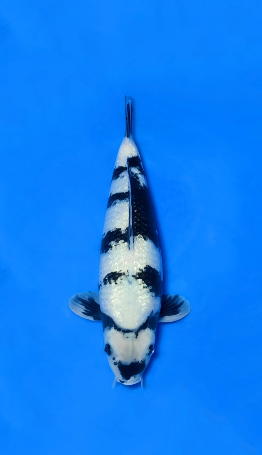 Juara 5