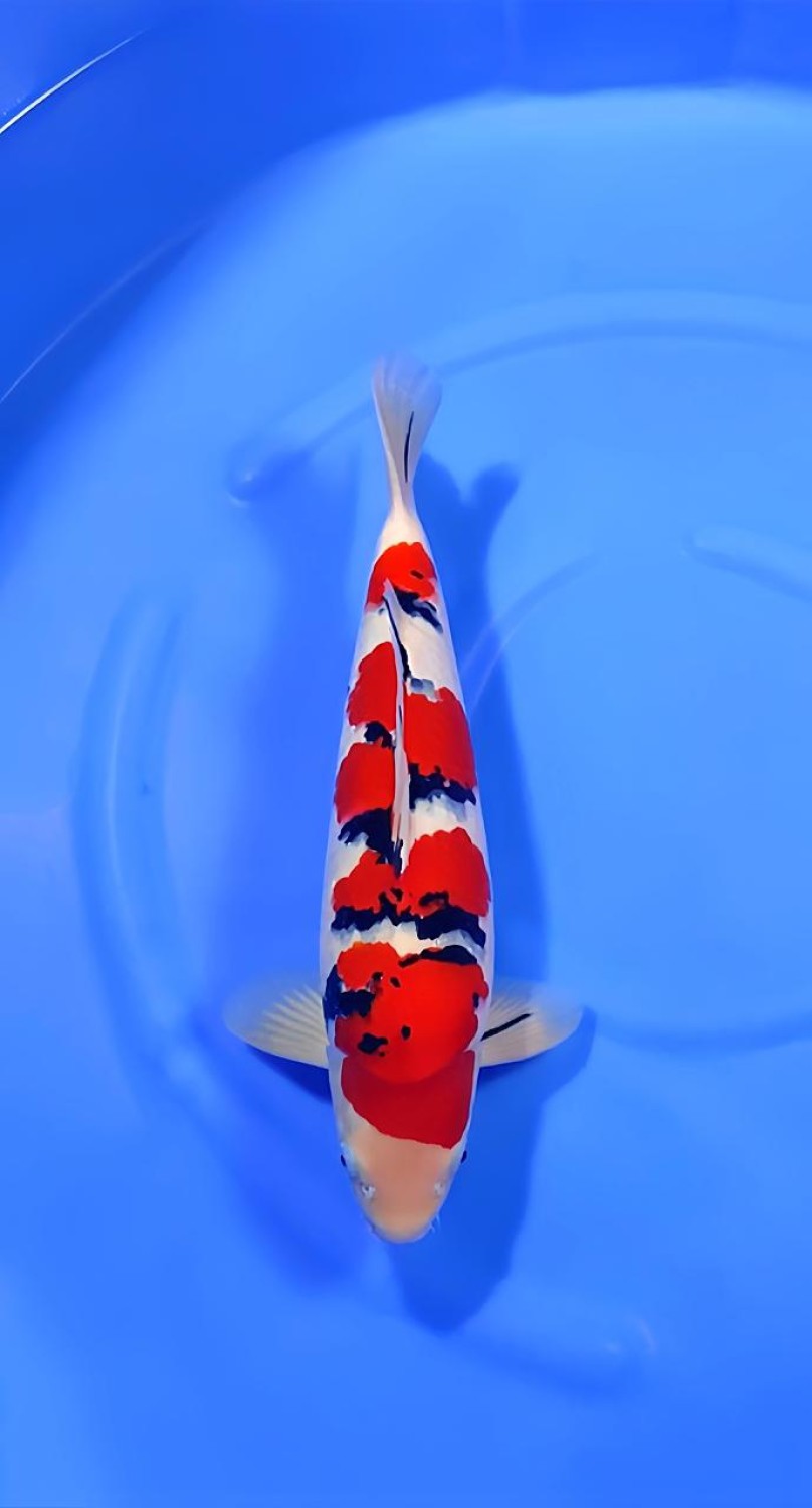 Juara 2