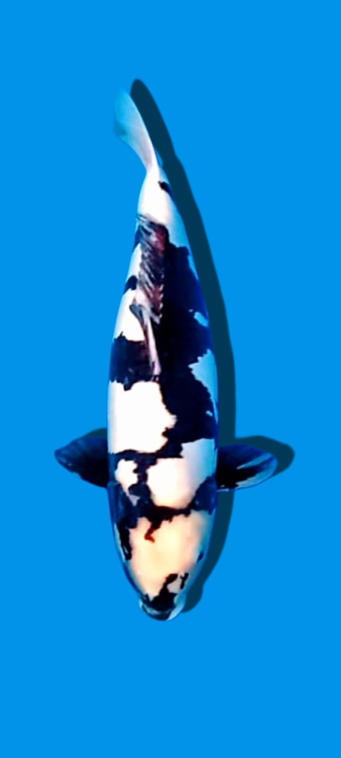 Juara 3
