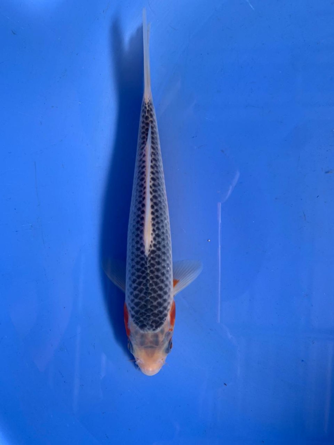 Juara 1
