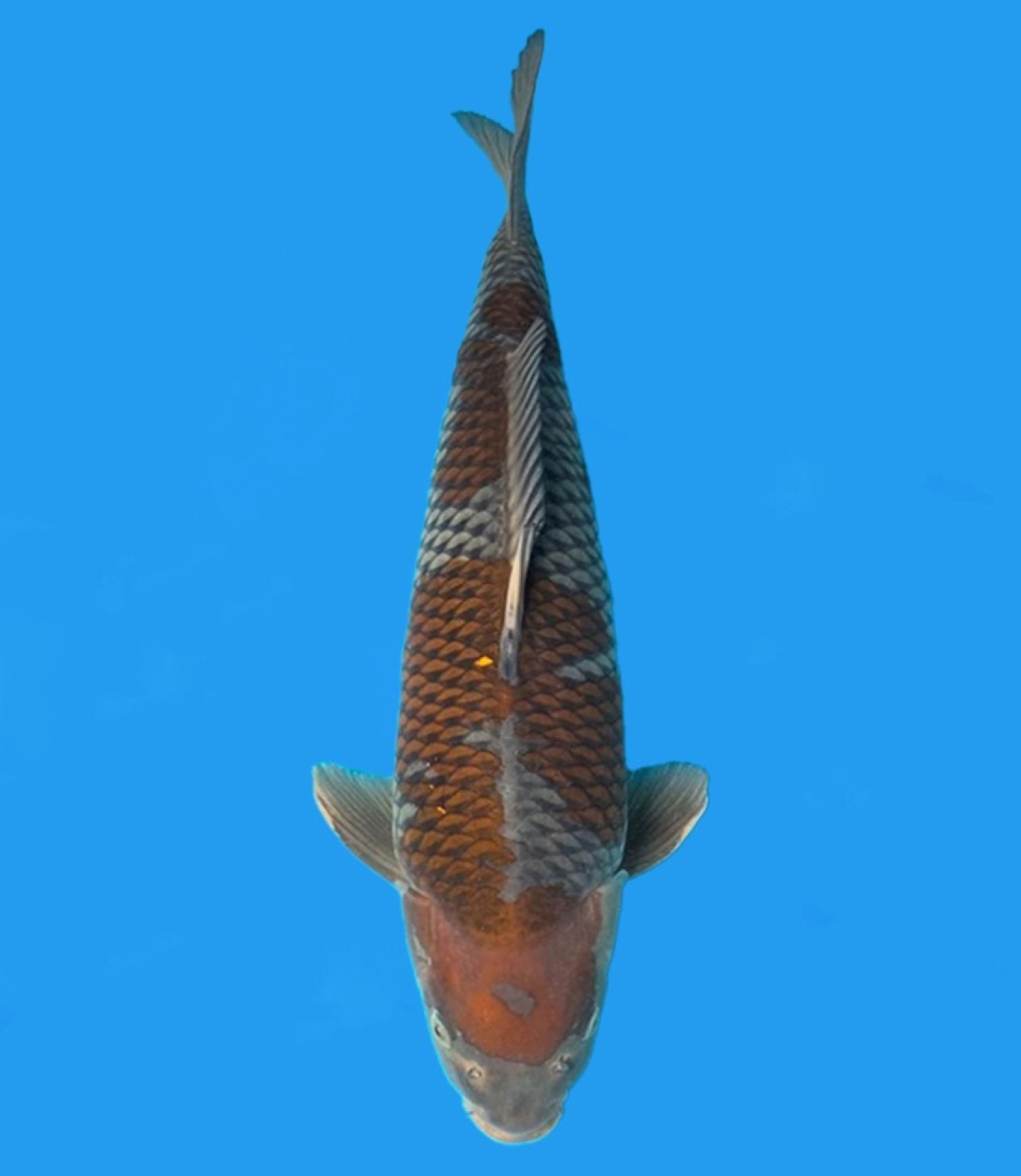 Juara 1