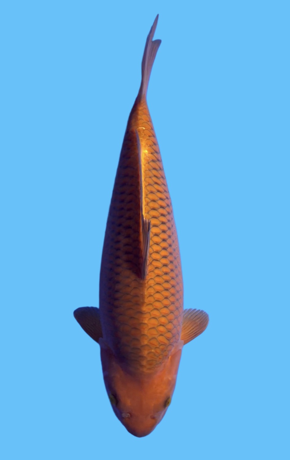 Juara 3