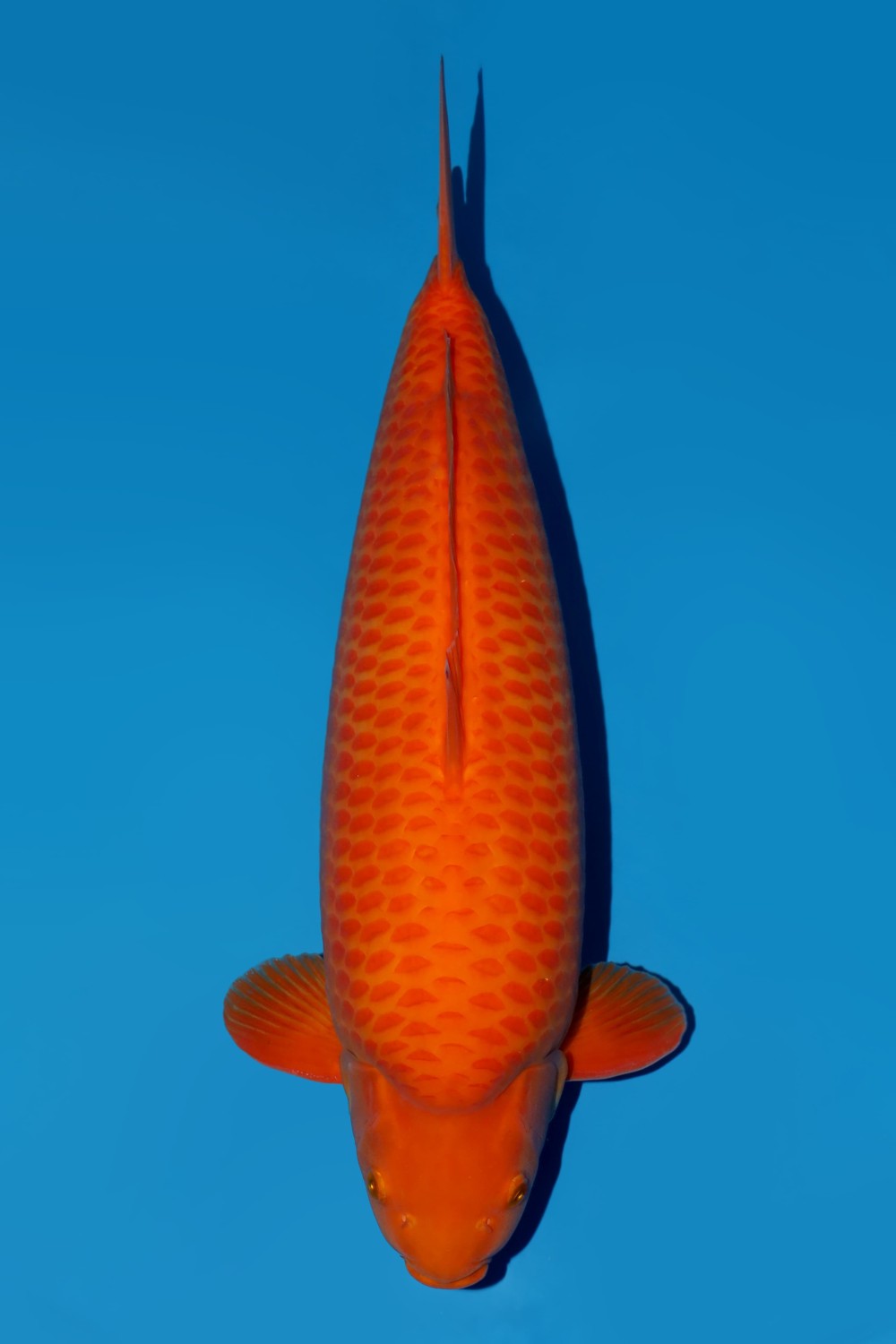 Juara 1