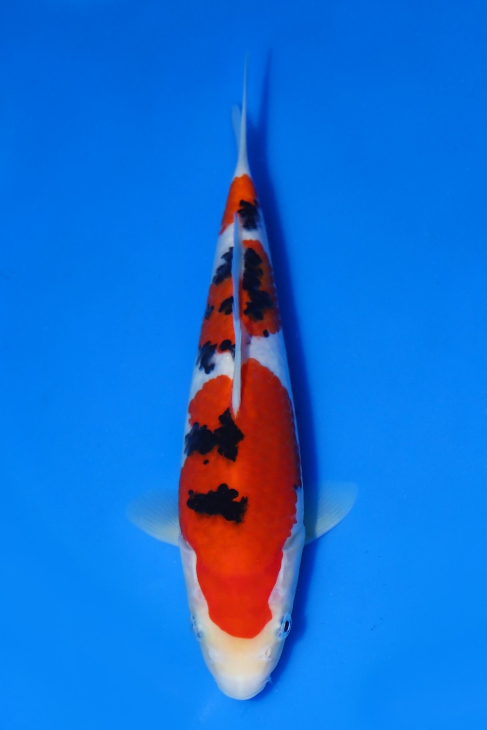 Juara 1