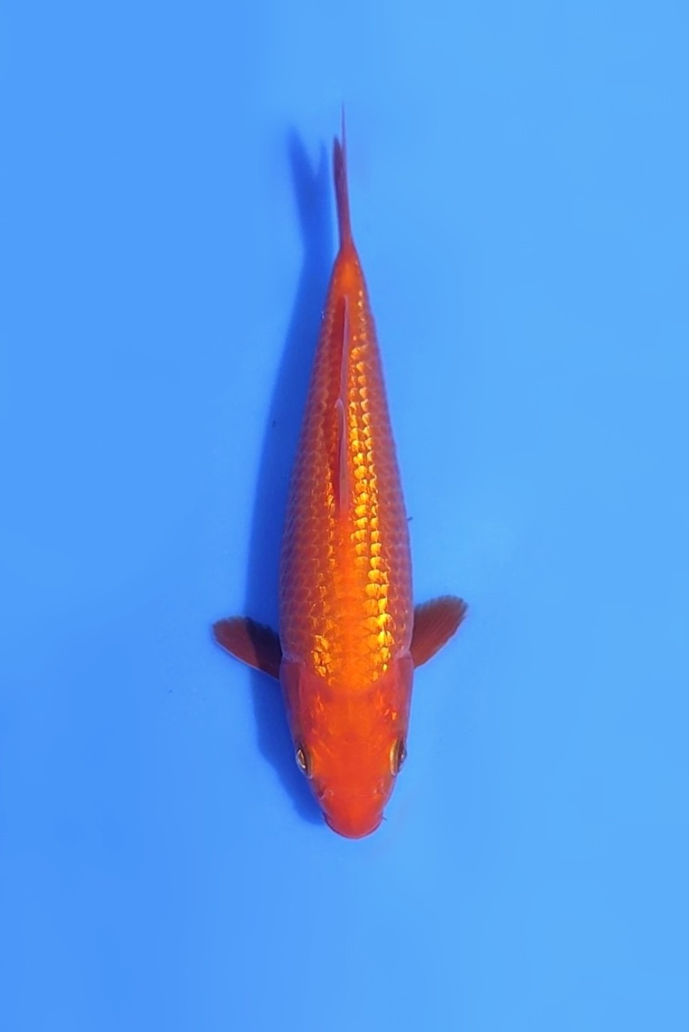 Juara 2