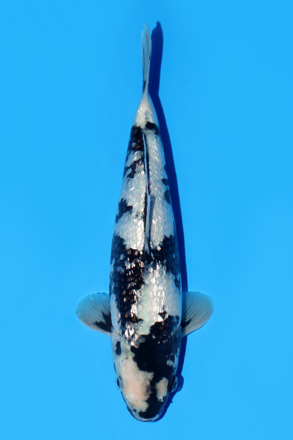 Juara 4
