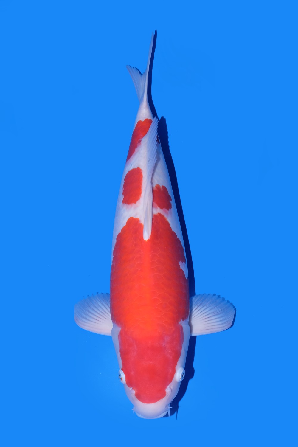 Juara 5