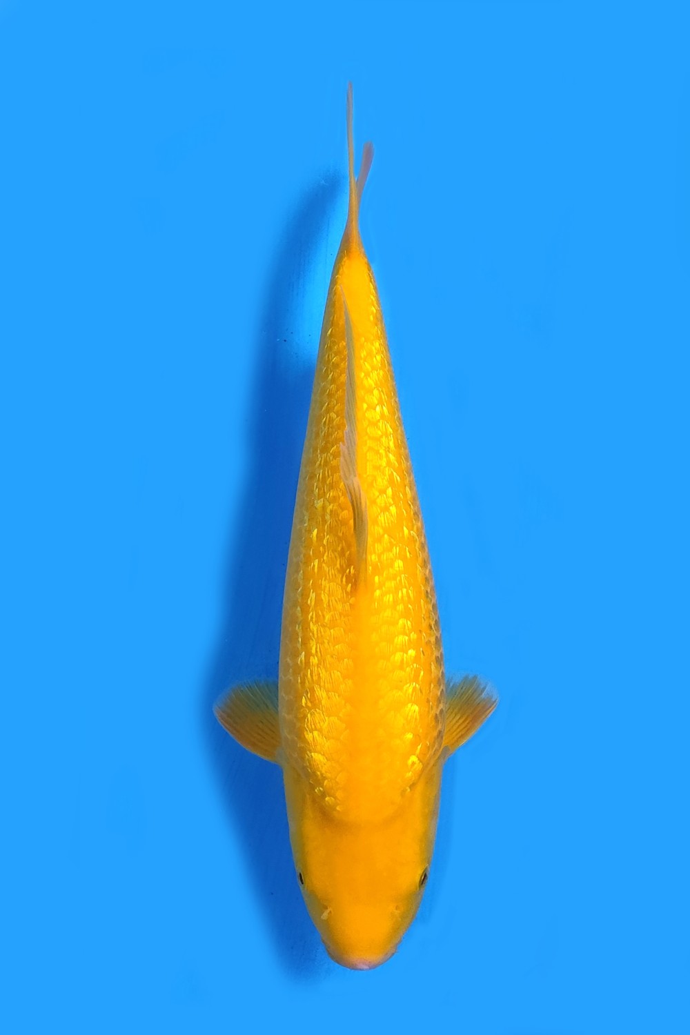 Best In Size E 36 - 40 cm
