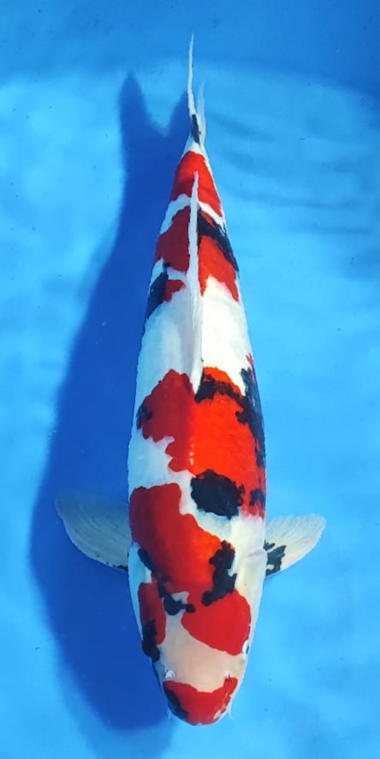 Juara 4