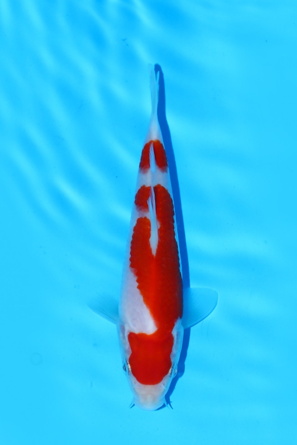 Juara 2