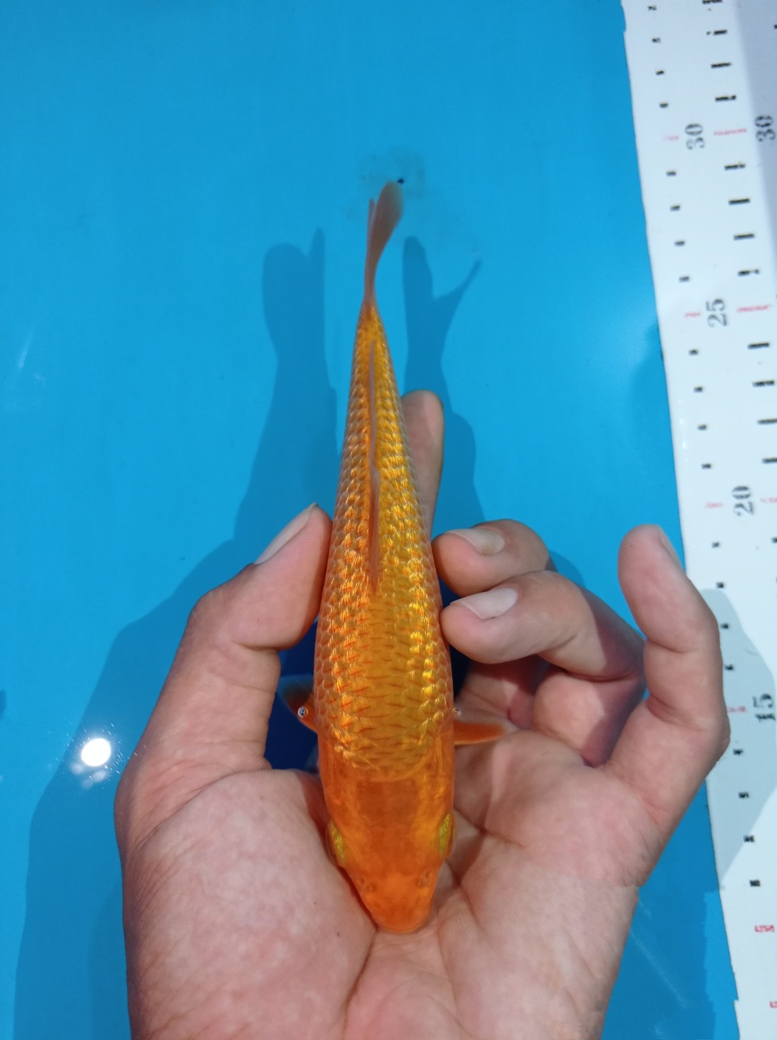Juara 2