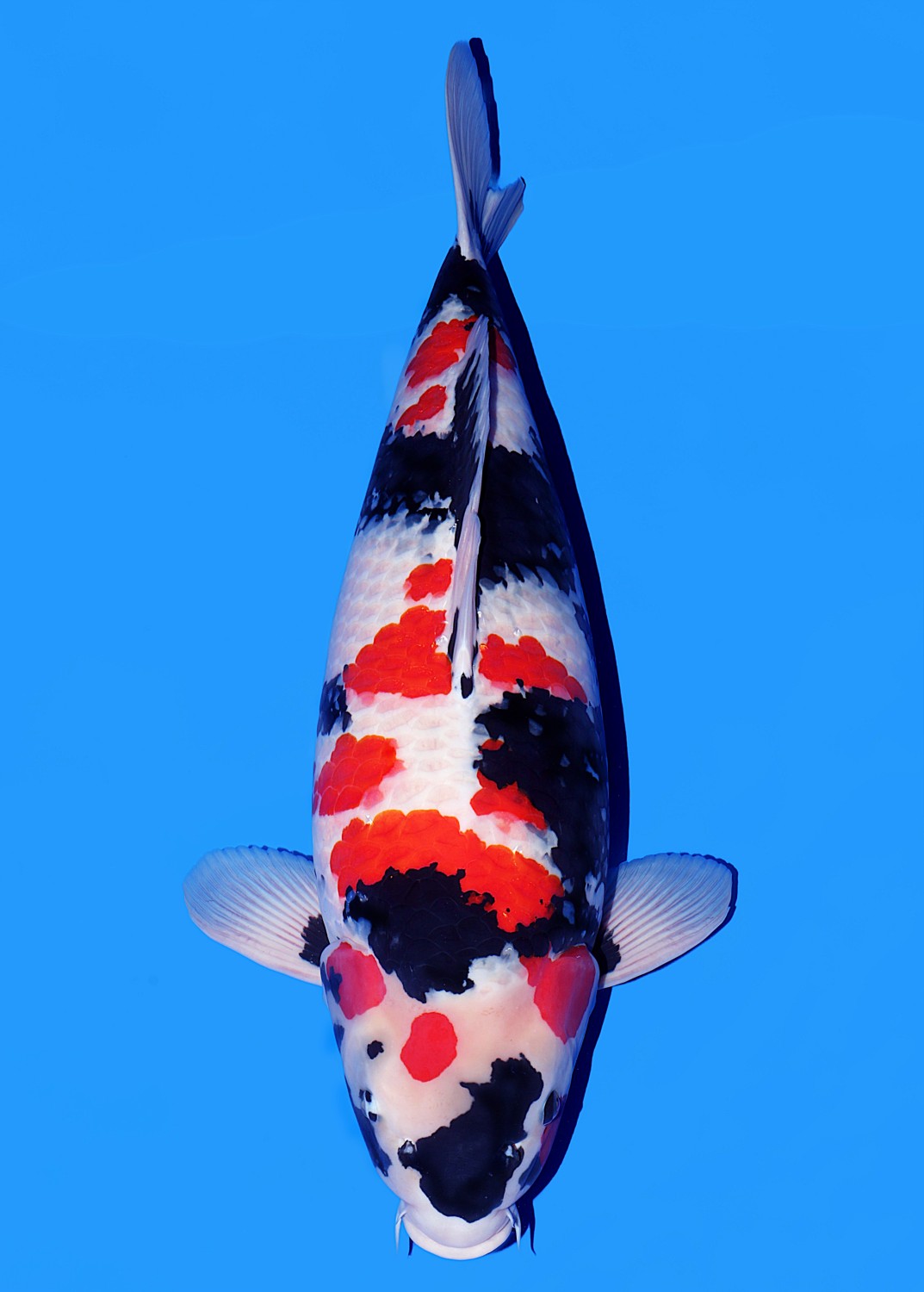 Best In Size A 76 - 80 cm