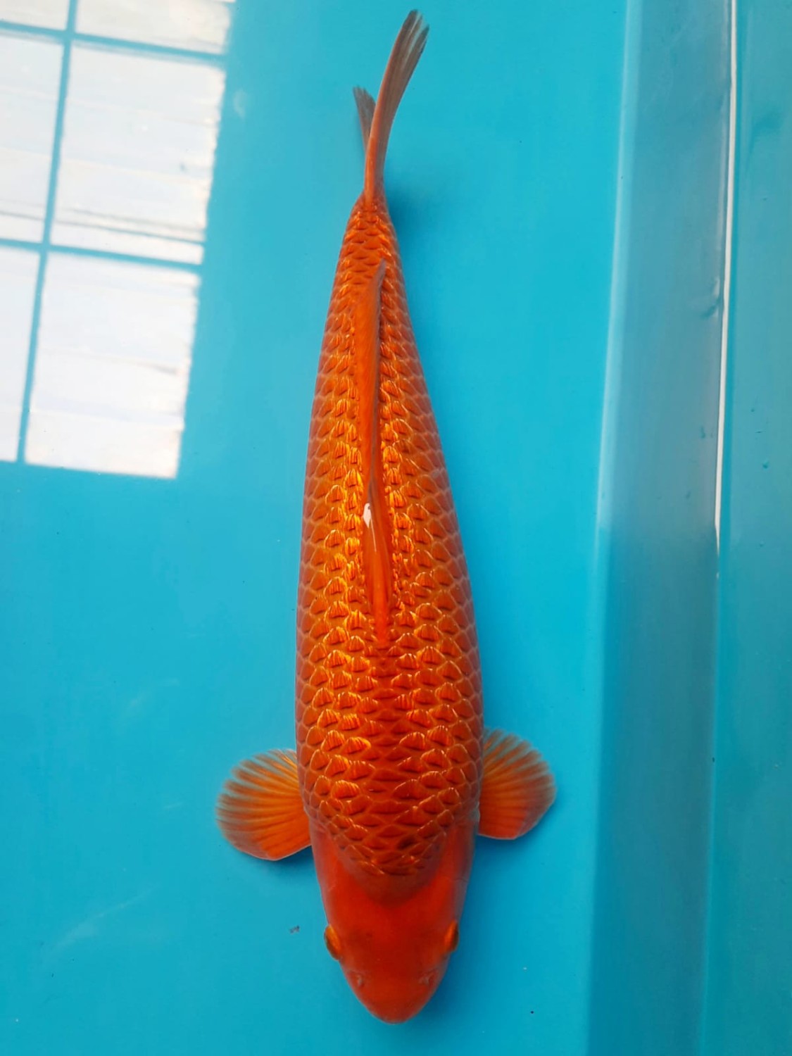 Juara 3