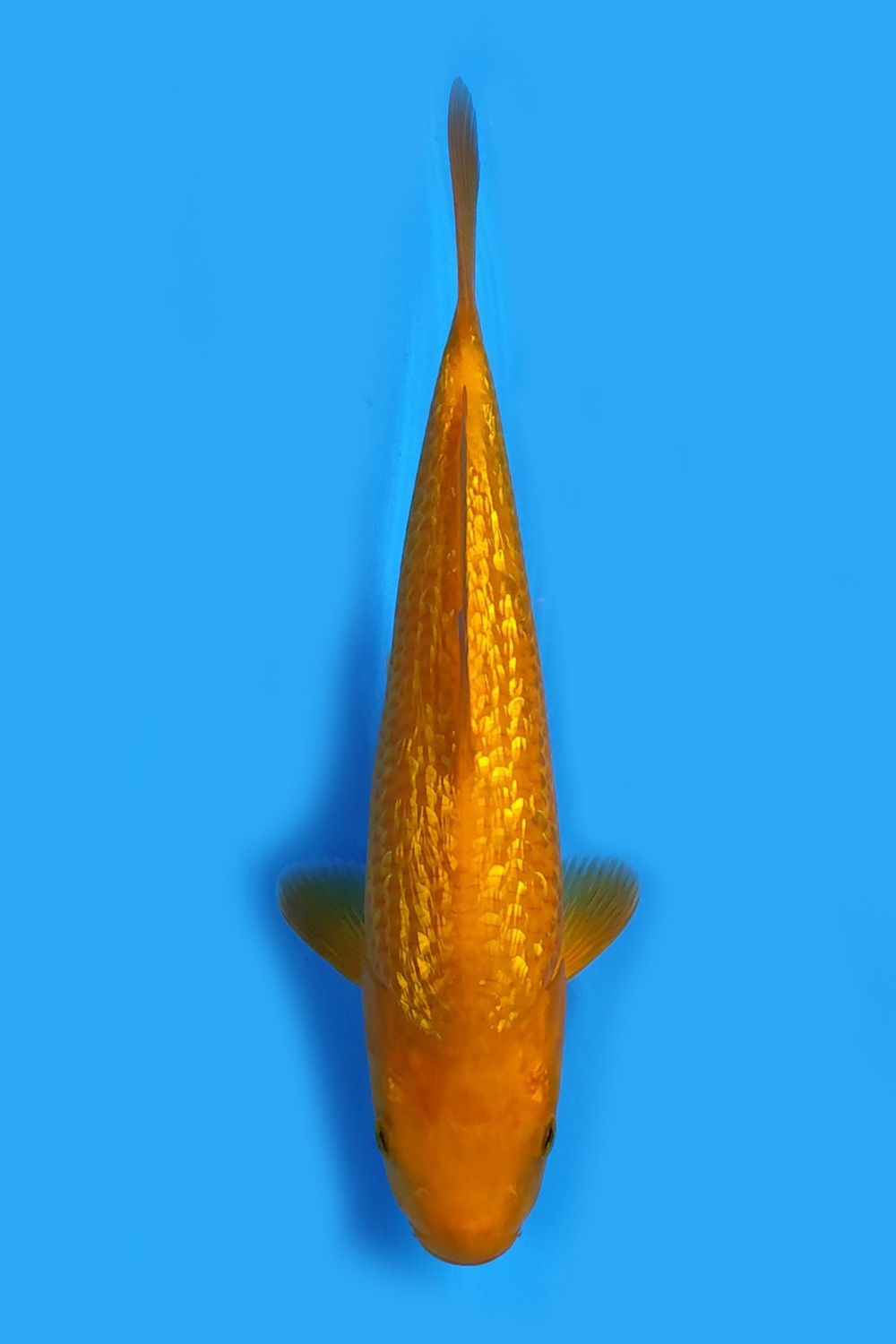 Juara 4