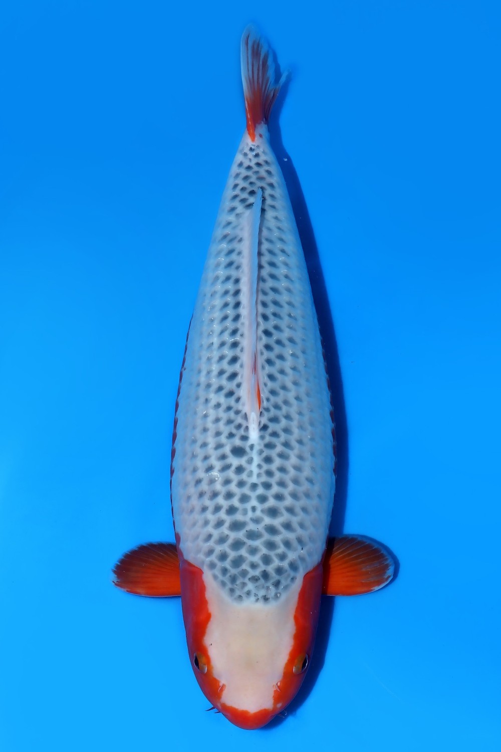 Juara 1