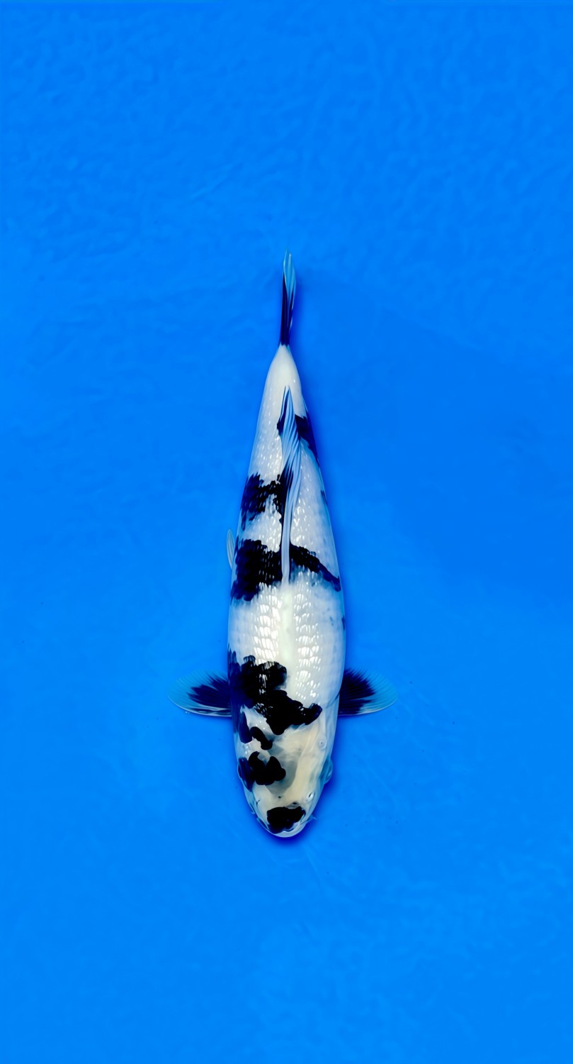 Juara 2