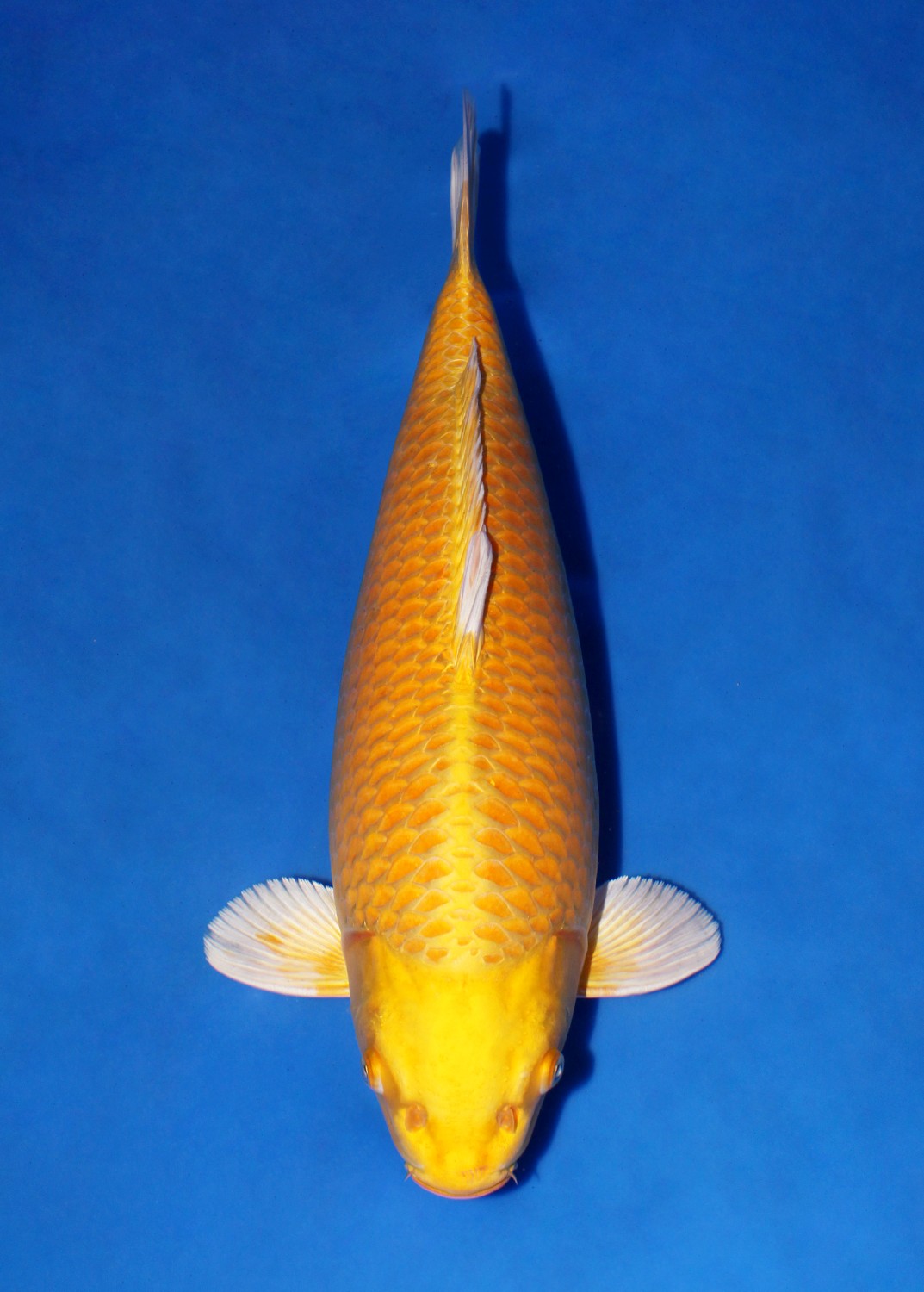 Best In Size E 46 - 50 cm