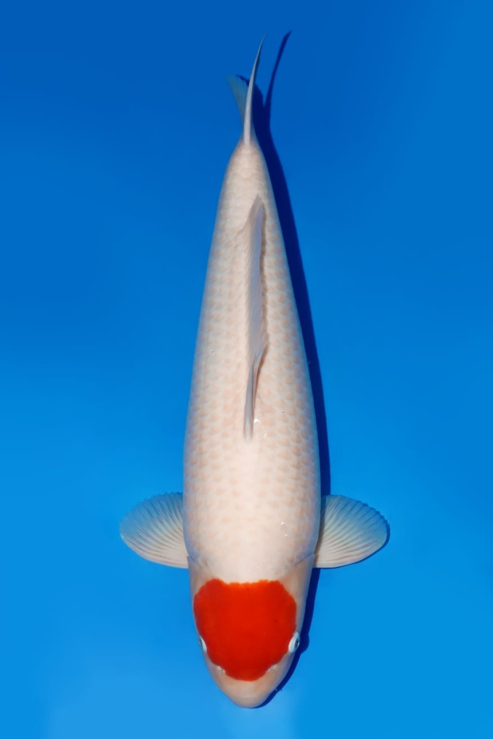 Juara 2
