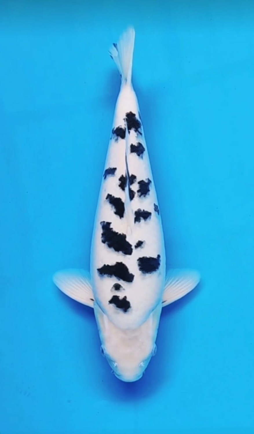 Best In Size D 36 - 40 cm