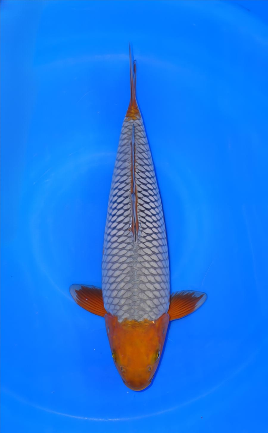 Juara 1