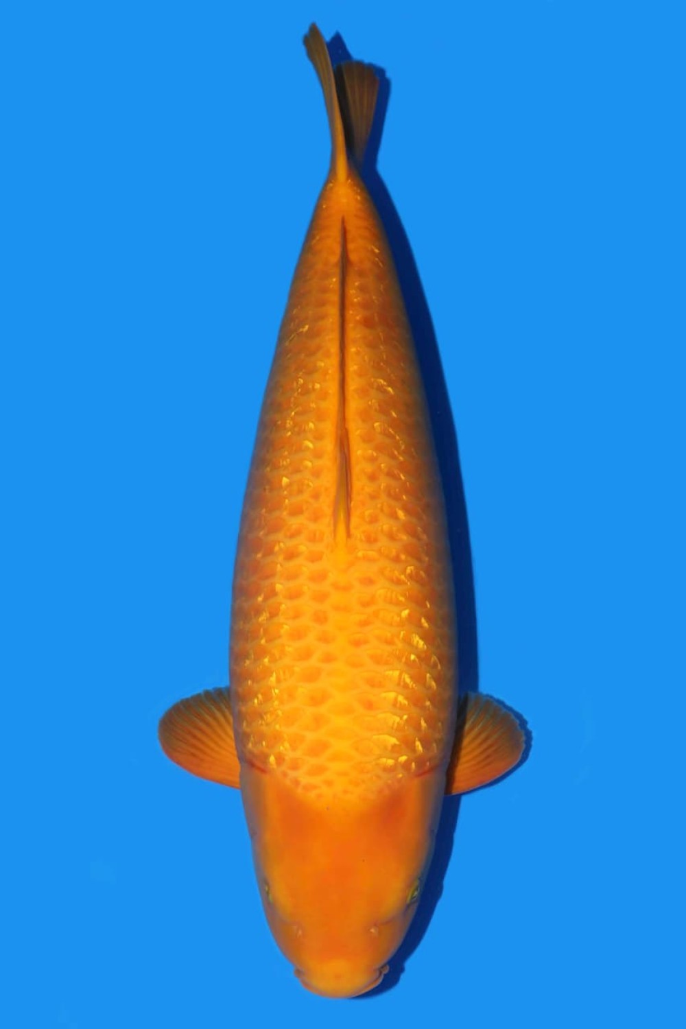 Juara 3