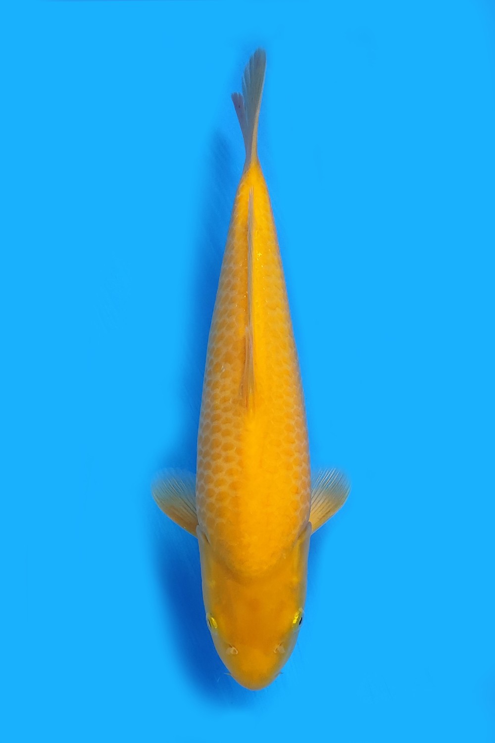 Juara 1