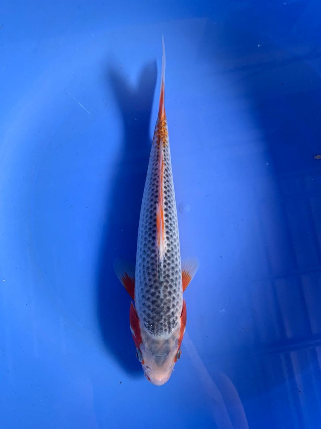 Juara 1