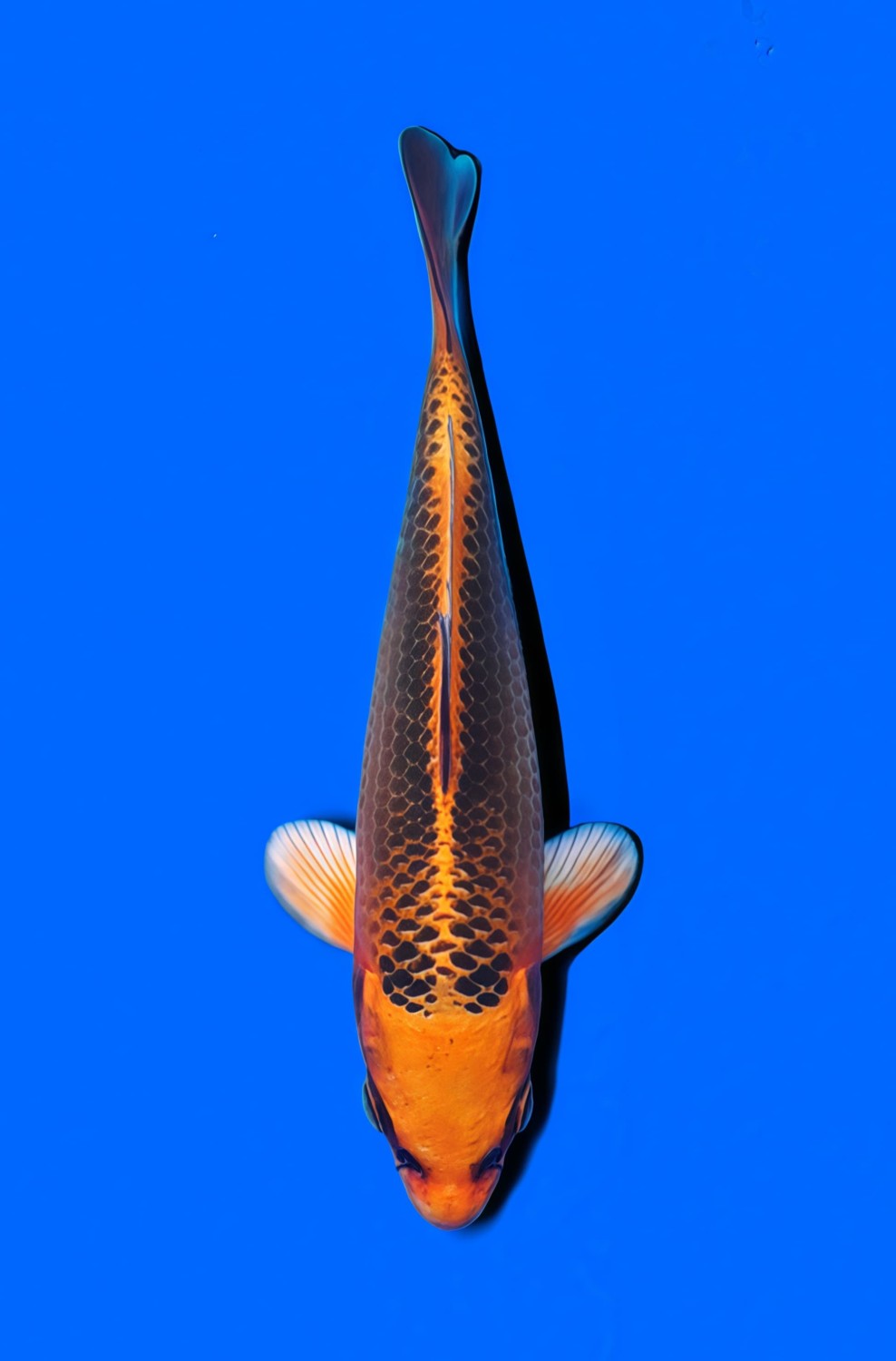 Juara 1