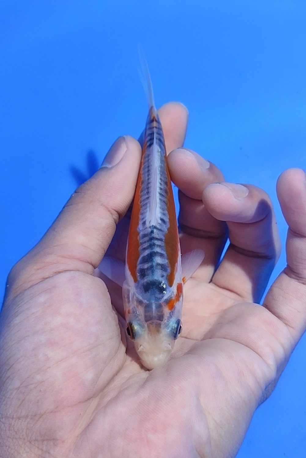 Juara 4