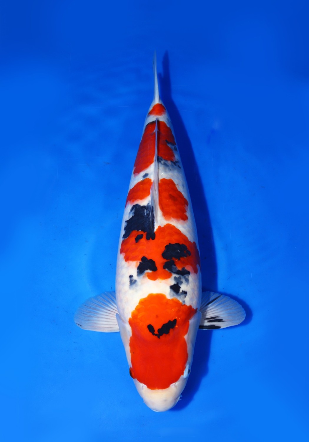 Juara 1