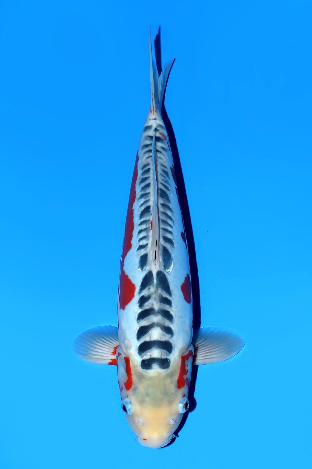 Juara 5