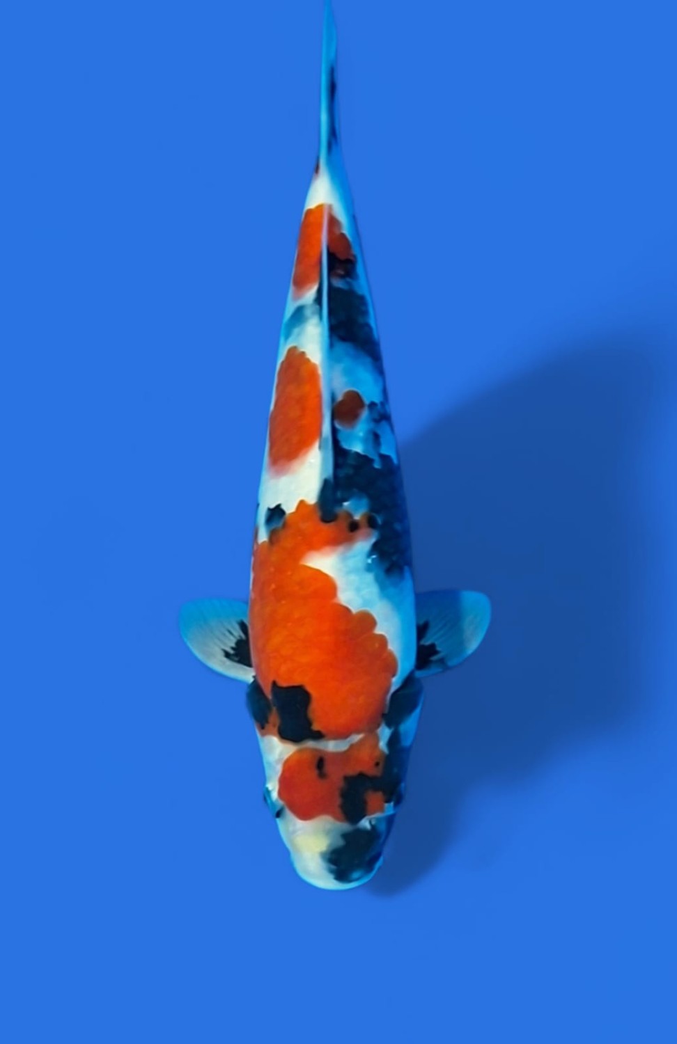 Juara 1