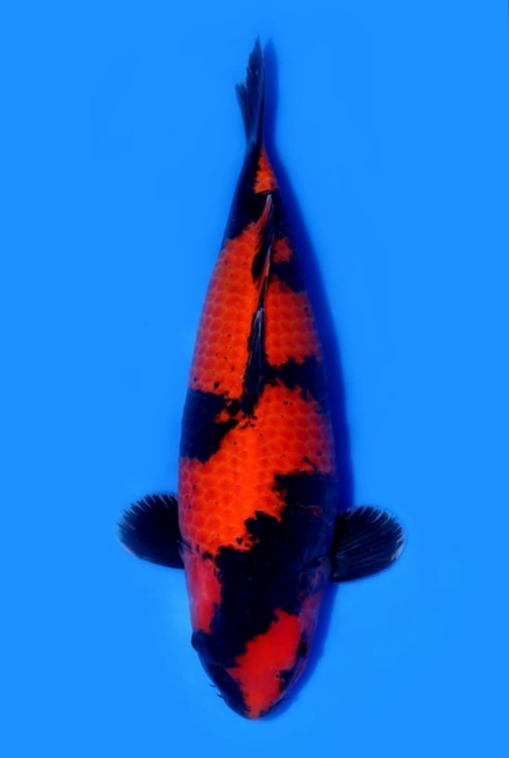 Juara 2