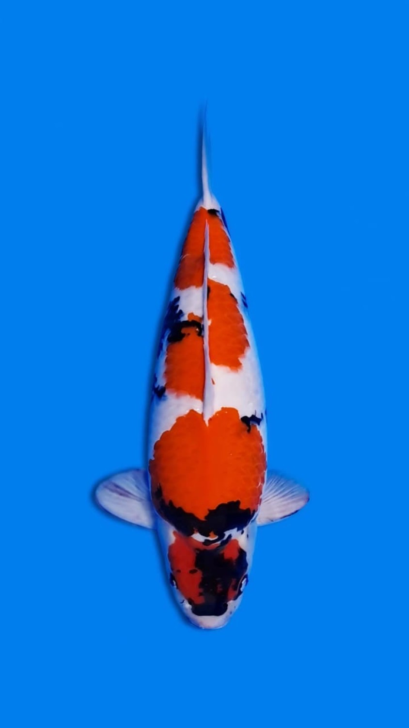 Best In Size F 56 - 60 cm